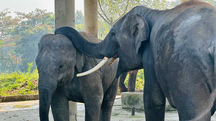 সুস্থ থাকা অবস্থায় রাজু বাহাদুর