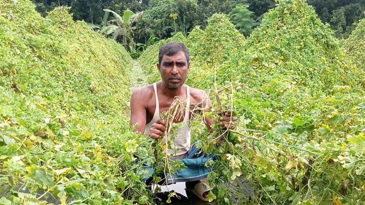 কেটে রাখা ফসল হাতে ক্ষতিগ্রস্ত কৃষক। ছবি: আজকের পত্রিকা