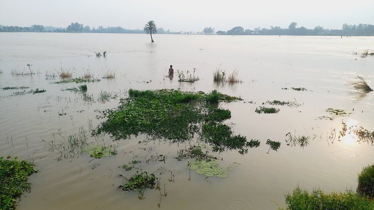 আত্রাই ও রাণীনগর উপজেলার প্রায় ১৭ হাজার বিঘা জমির ধান পানিতে তলিয়ে গেছে। ছবি: আজকের পত্রিকা