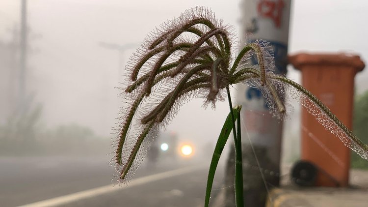 মাকড়সার জালে ঝুলে থাকা শিশিরবিন্দু আর ধূসর আকাশে সূর্যের মিটিমিটি আলো। ছবি: আজকের পত্রিকা