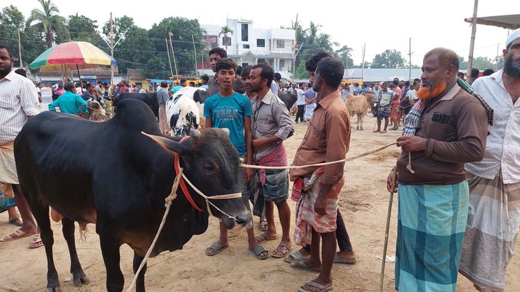 শেষ সময়ে জমে উঠেছে কোরবানির পশুর হাট। আজ শুক্রবার রাজশাহীর বাগমারা উপজেলার তাহেরপুর পশুর হাট। ছবি: আজকের পত্রিকা