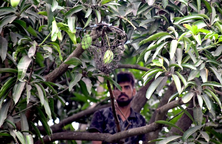 রাজশাহী নগরীর তেরখাদিয়া এলাকায় বাগান থেকে সংগ্রহ করা হচ্ছে আম। ছবি: আজকের পত্রিকা