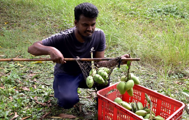 রাজশাহী নগরীর তেরখাদিয়া এলাকায় বাগান থেকে সংগ্রহ করা হচ্ছে আম। ছবি: আজকের পত্রিকা