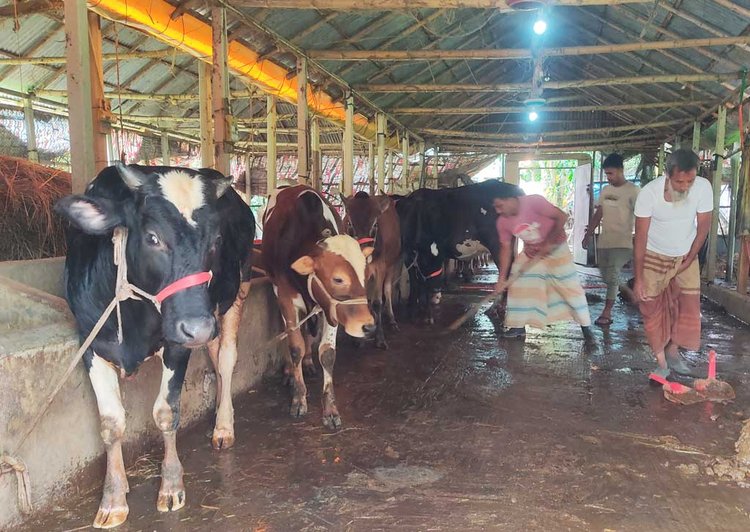 খামারে বাবার সাথে কাজ করছেন রেজাউল করিম। ছবি: আজকের পত্রিকা