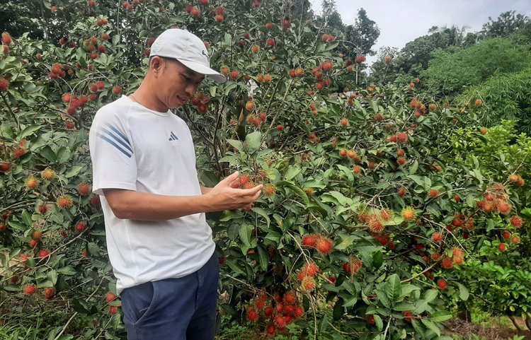 খাগড়াছড়ির মহালছড়ি উপজেলার বিহারটিলায় রাম্বুটান গাছে সারি সারি থোকায় ঝুলছে লাল-হলুদ রঙের বিদেশি ফল। গত শুক্রবার তোলা। ছবি: আজকের পত্রিকা