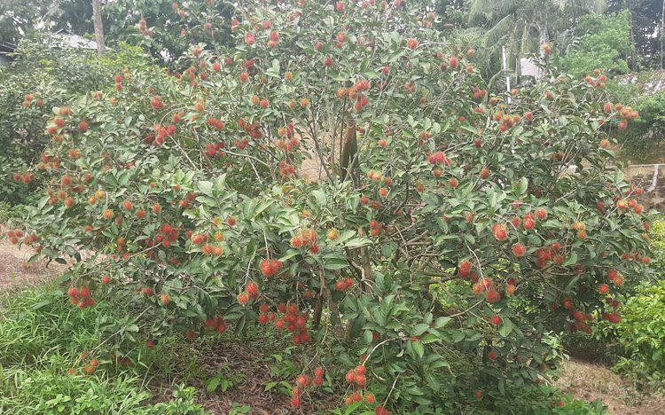খাগড়াছড়ির মহালছড়ি উপজেলার বিহারটিলায় রাম্বুটান গাছে সারি সারি থোকায় ঝুলছে লাল-হলুদ রঙের বিদেশি ফল। গত শুক্রবার তোলা। ছবি: আজকের পত্রিকা