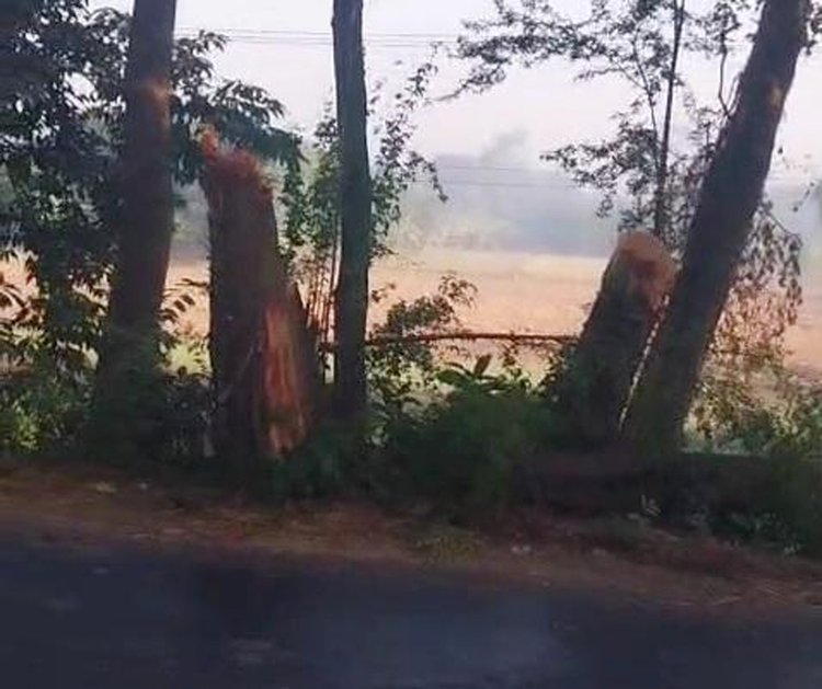 সড়কের পাশের গাছ কেটে যান চলাচল আটকে দেয় আওয়ামী লীগের নেতা-কর্মীরা। ছবি: স্ক্রিনশট