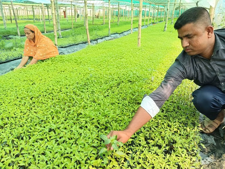 চারা পরিচর্যায় ব্যস্ত তাওহীদ মিয়া। ছবি: আজকের পত্রিকা
