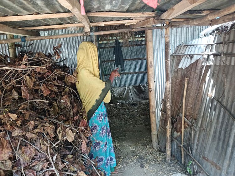 শূন্য গোয়ালের পাশে নির্বাক দাঁড়িয়ে মেনারুলের স্ত্রী। ছবি: আজকের পত্রিকা