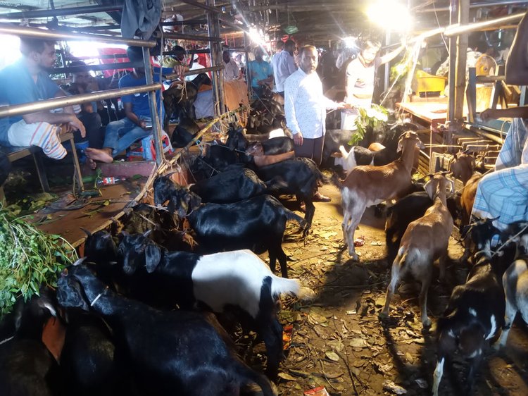 দনিয়া কলেজ মাঠে বসা পশুর হাটের গরু-ছাগল। ছবি: আজকের পত্রিকা