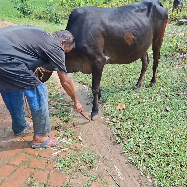 গরুর পায়ে লেগে থাকা জোঁক দেখাচ্ছেন কৃষক। ছবি: আজকের পত্রিকা