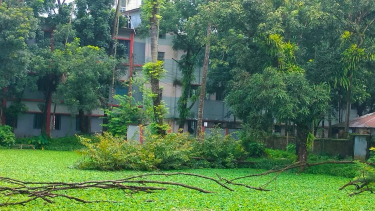 স্কুলপ্রাঙ্গণে সবুজের সৌন্দর্য। ছবি: আজকের পত্রিকা