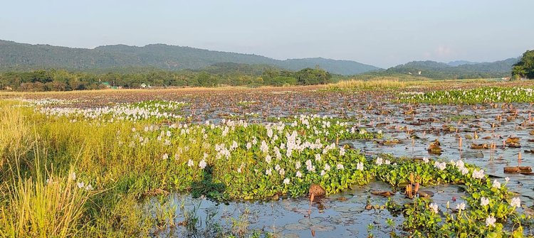 ইয়াম বিলের প্রায় অর্ধেক অংশই এখন কচুরিপানায় পূর্ণ হয়ে গেছে। ছবি: আজকের পত্রিকা