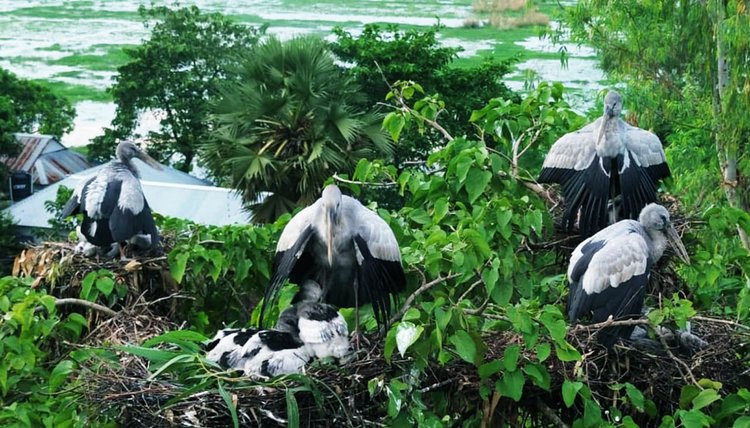 দীঘির পাড়ে গাছে গাছে আবাসস্থল গড়ে তোলেছে শামুকখোল পাখিরা। ছবি: আজকের পত্রিকা