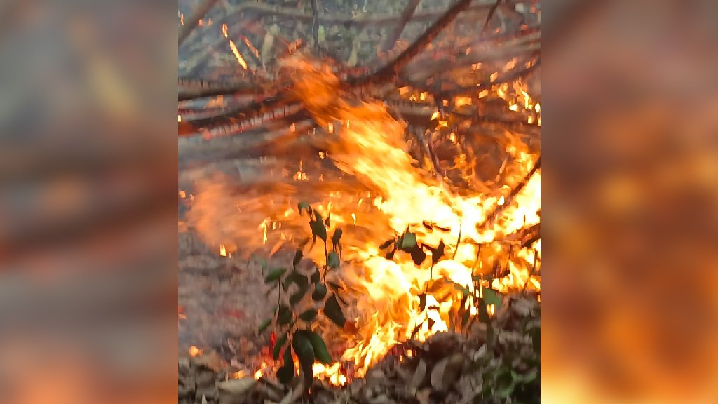 সুন্দরবন পুড়ছে, পানি ছিটানো হবে কাল সকাল থেকে