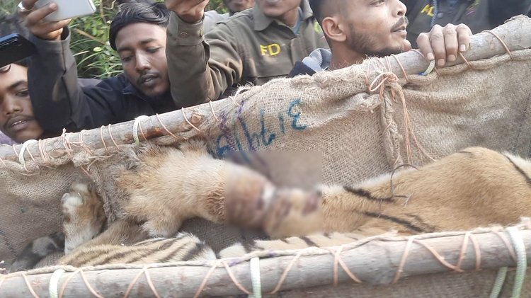 সুন্দরবনে ফাঁদে আটকে পড়া বাঘ উদ্ধার। ছবি: আজকের পত্রিকা