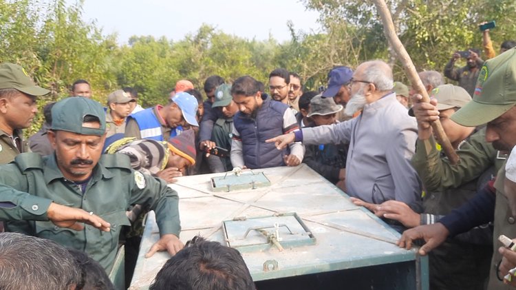 সুন্দরবনে ফাঁদে আটকে পড়া বাঘ উদ্ধার। ছবি: আজকের পত্রিকা