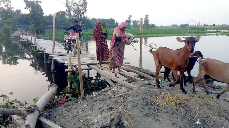 খুব সাবধানে পা ফেলতে হবে। একটু এদিক সেদিক হলে নিশ্চিত দুর্ঘটনা। সুন্দরগঞ্জের তারাপুর ও উলিপুরের বজড়া ও গুনাইগাছ ইউনিয়নের সংযোগ সড়কে বাঁশের সাঁকো। ছবি: আজকের পত্রিকা