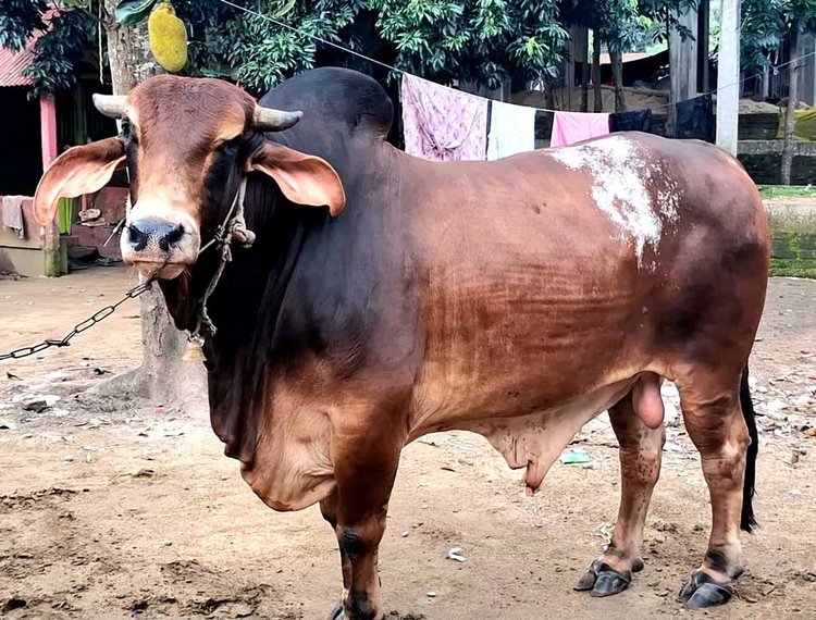 ৩৪ মণ ওজনের ‘শান্তলাল’ দুর্গাপুরে এবার আলোচিত গরু। এর দাম হাঁকা হচ্ছে ১০ লাখ টাকা। ছবি: আজকের পত্রিকা