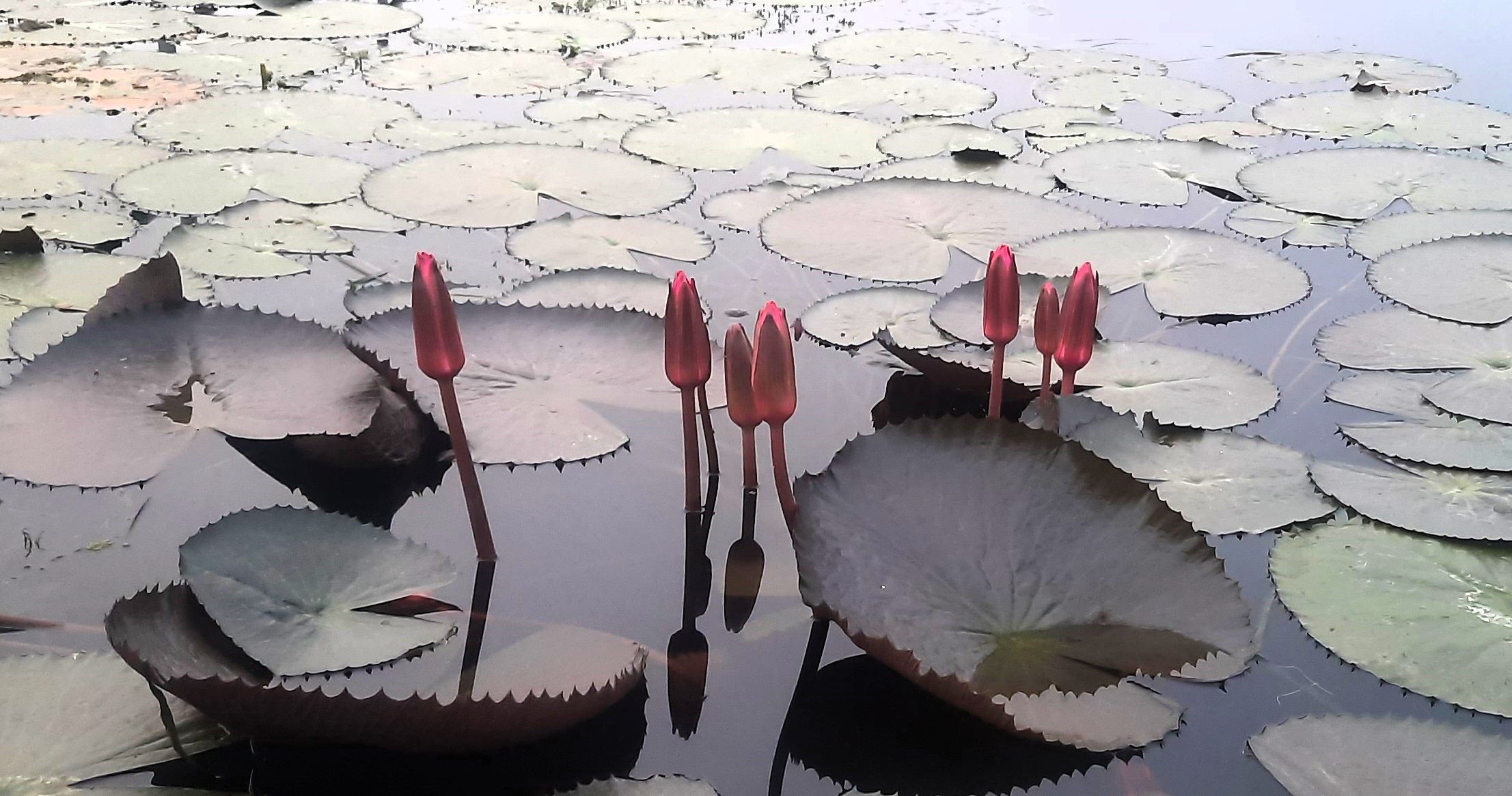 ইসির তালিকায় যুক্ত নতুন নির্বাচনী প্রতীক ‘শাপলা কলি’