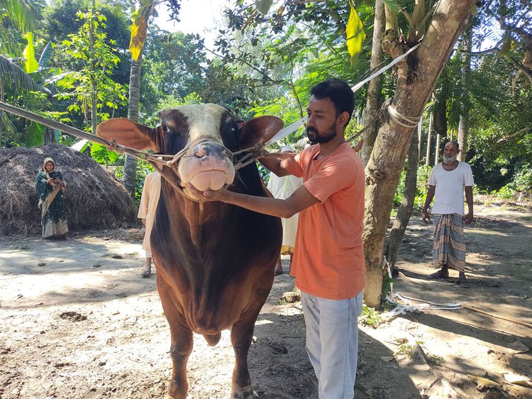 সরকারি চাকরির পাশাপাশি সিরাজগঞ্জের কামারখন্দের রাফি ভূঁইয়া গড়ে তুলেছেন এক স্বপ্নের খামার। সেখানে এখন প্রধান আকর্ষণ `হিরো দ্যা ডন’। ছবি: আজকের পত্রিকা