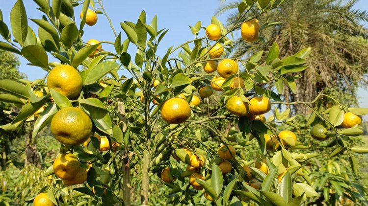 শ্রীপুরে মিশ্র ফলের বাগান। ছবি: আজকের পত্রিকা