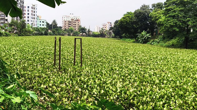 ভাওয়াল রাজদিঘি, স্থানীয়ভাবে যা ‘ঢোলসমুদ্র’ নামেও পরিচিত। দিঘিটির অধিকাংশ অংশ ঢেকে গেছে কচুরিপানায়। ছবি: আজকের পত্রিকা