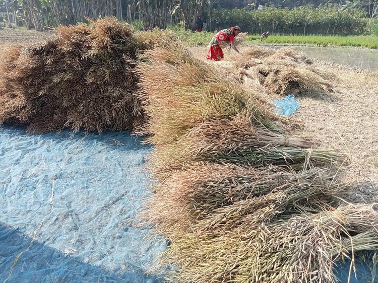 পুড়ে যাওয়া থেকে রক্ষা পাওয়া সরিষা। ছবি: সংগৃহীত