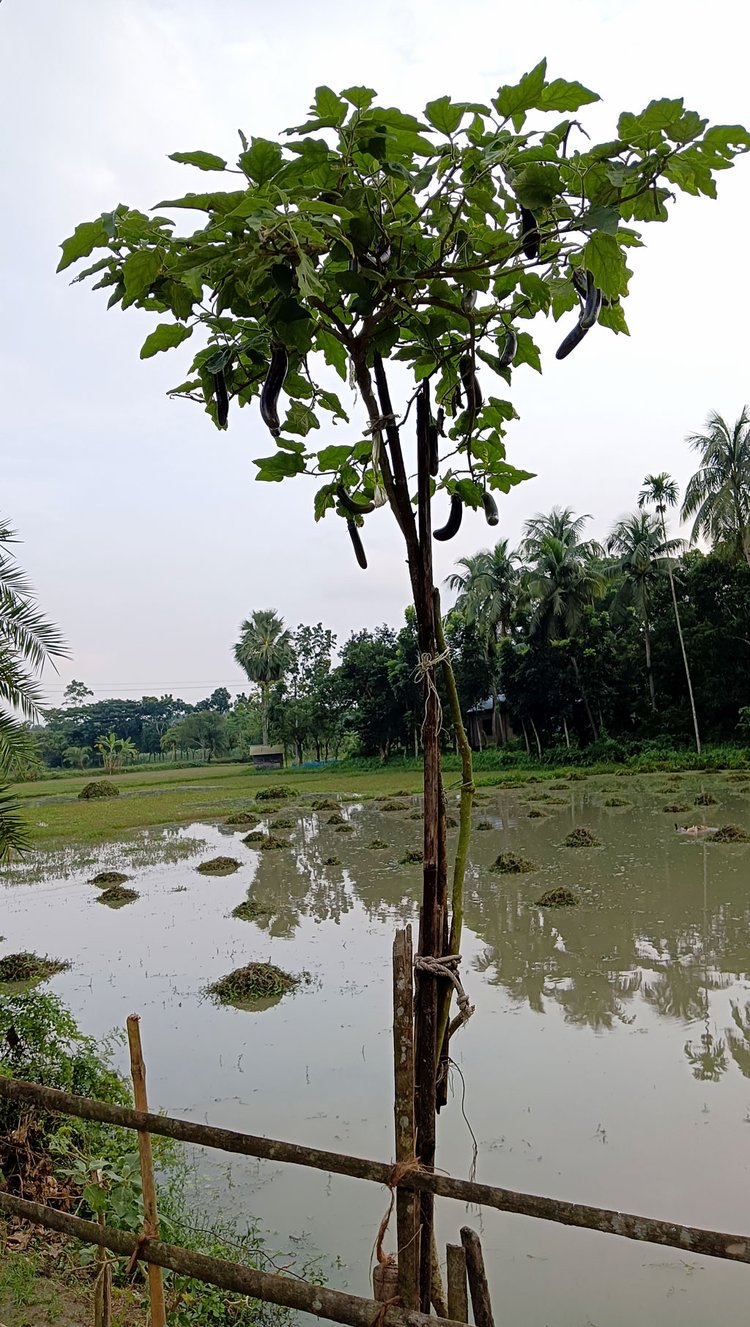 সাতক্ষীরার তালা উপজেলার সদর ইউনিয়নের মাঝিয়াড়া গ্রামে ১২ ফুট লম্বা বেগুনগাছ। ছবি: আজকের পত্রিকা