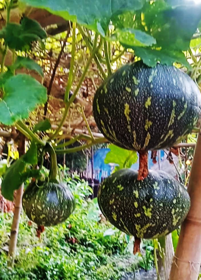: মৎস্য ঘেরের আইলে সবজি আর নিচের পানিতে মাছ—একই জমিতে চলছে মাছ ও সবজির সমন্বিত চাষ। ছবি : আজকের পত্রিকা