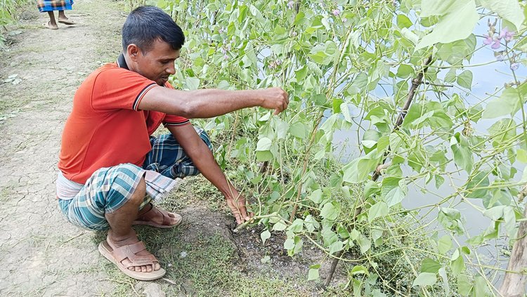 কাটা শিমগাছগুলো দেখাচ্ছেন ভুক্তভোগীরা। ছবি: আজকের পত্রিকা