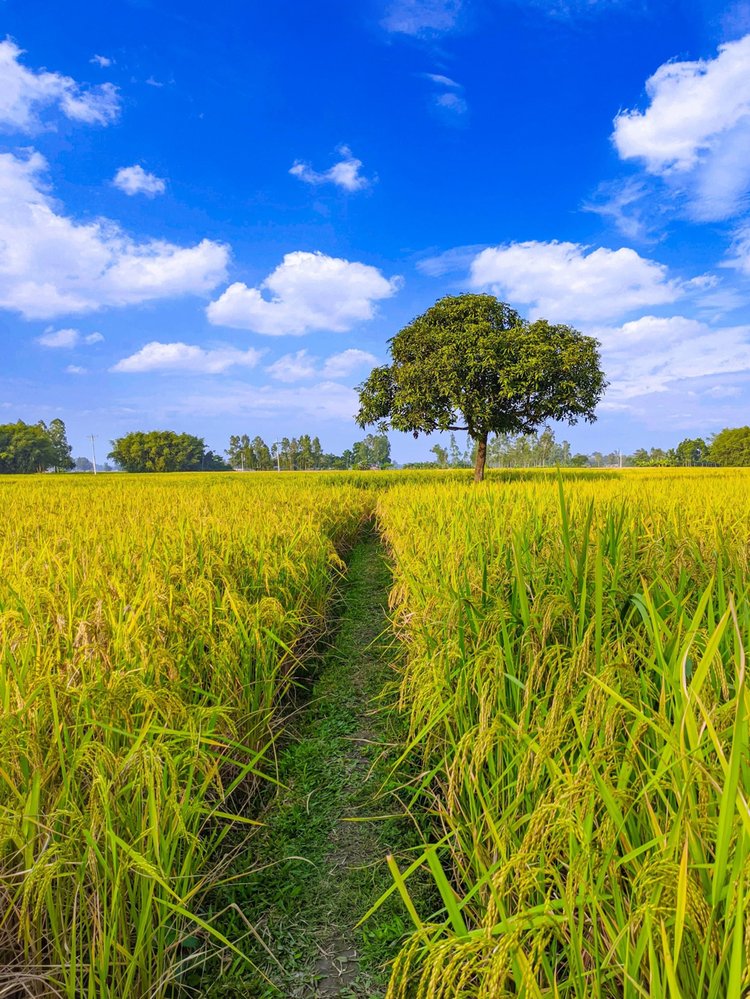 হাইব্রিড ধান কম সময়ে বেশি ফলন দেয়। তাই কৃষকেরা মাঠজুড়ে কেবল হাইব্রিড চাষ করে থাকেন। এর ফলে হারিয়ে যাচ্ছে ধানের আদি জাত। ছবি: আজকের পত্রিকা