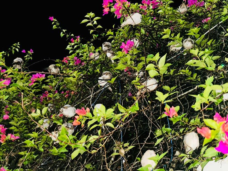 বিকেল হলেই ডালে ডালে ভিড় করে তারা। চঞ্চলতা আর কিচিরমিচির শব্দে মুখর হয়ে ওঠে গোটা এলাকা। ছবি: আজকের পত্রিকা