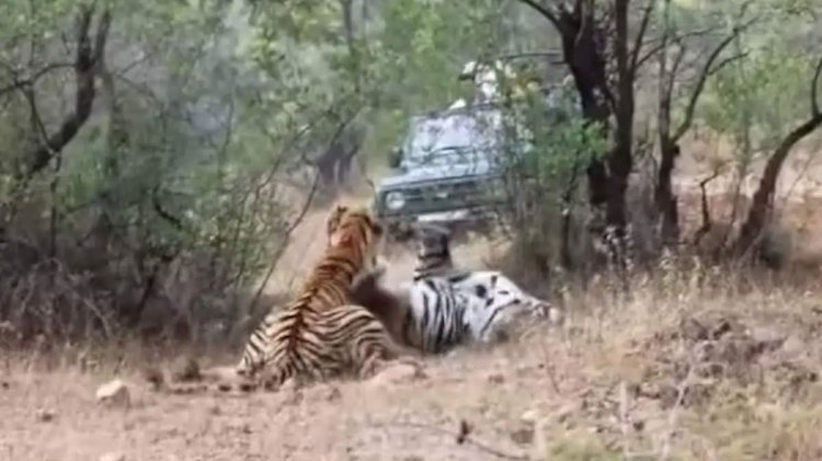 দুই বাঘিনীর ভয়ংকর লড়াই চমকে দেয় পর্যটকদের। ছবি: ইনস্টাগ্রাম