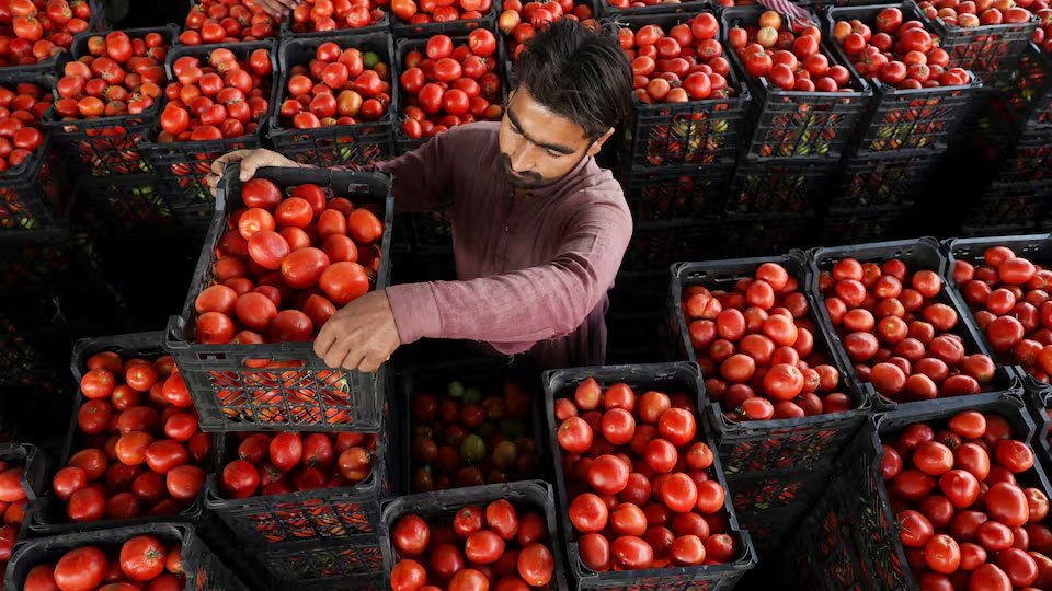 আফগান সীমান্ত বন্ধ, পাকিস্তানে টমেটো এখন ৬০০ রুপি কেজি