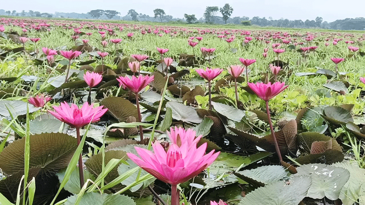 পানিতে নেমে লাল শাপলা তুলছেন কয়েকজন পর্যটক। ছবি: আজকের পত্রিকা