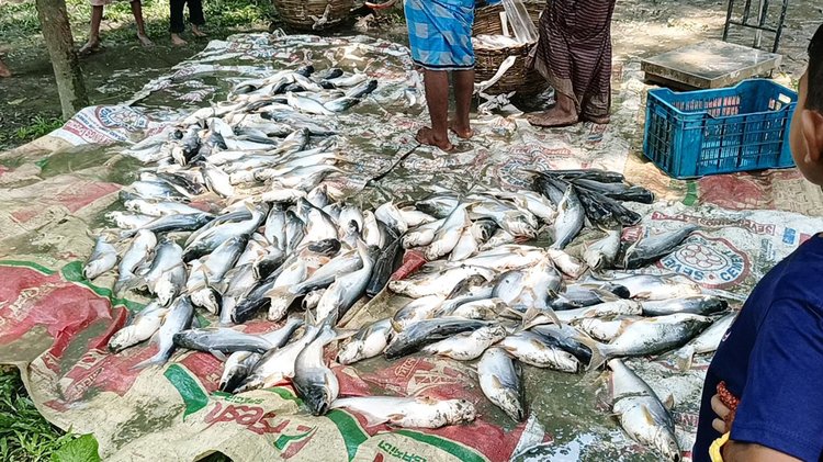 পুকুরের মরা মাছ। ছবি: আজকের পত্রিকা