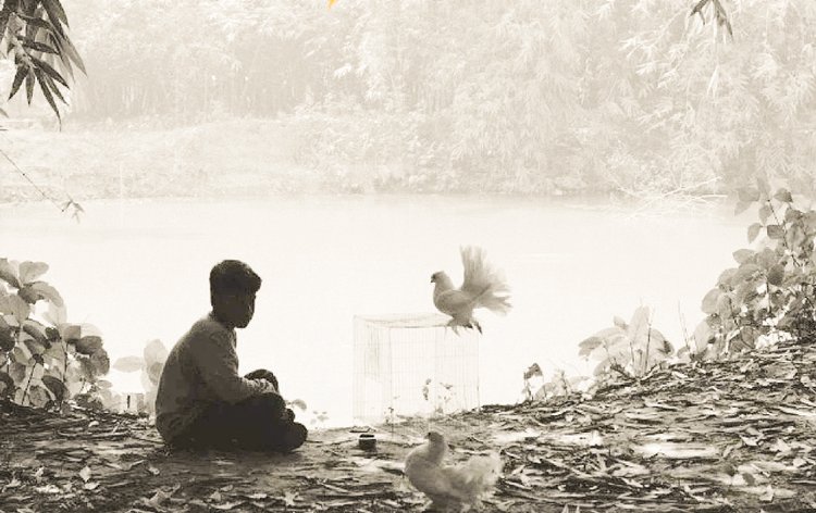স্বল্পদৈর্ঘ্য ‘দ্য পেয়ার অব হোয়াইট পিজনস’