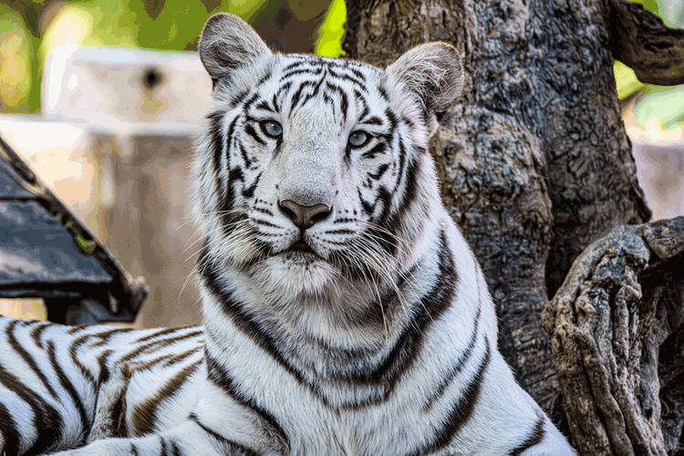 সাদা বাঘ আলাদা কোনো প্রজাতি নয়। এটি মূলত বেঙ্গল টাইগারের একটি জিনগত মিউটেশন বা রূপান্তর। ছবি:পেক্সেলস