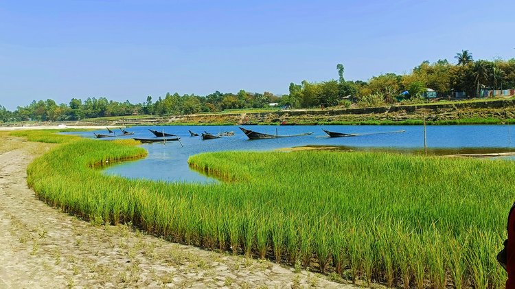 বর্ষায় চলাচলের বাহন নৌকা ডুবিয়ে রাখা হয়েছে পানির নিচে।