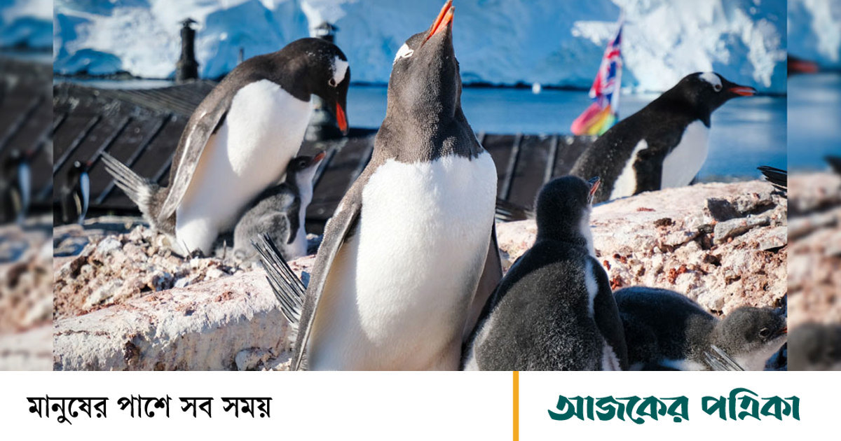 ভালোবাসার যে শিক্ষা দেয় পেঙ্গুইন