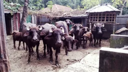 কুষ্টিয়ায় প্রতিপক্ষের কোপে যুবকের হাত বিচ্ছিন্ন, ১৩ মহিষ ও ৩০ মণ পাট লুটের অভিযোগ