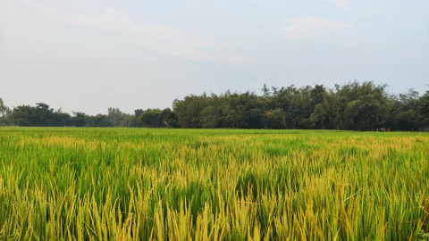 দিনাজপুরে ধানখেতের ফসল নষ্টের অভিযোগ, জামায়াতের সাবেক আমিরসহ গ্রেপ্তার ৩