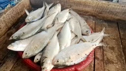 নিষেধাজ্ঞা শেষে সরগরম মাছঘাট, কমেনি ইলিশের দাম