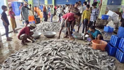 মধ্যরাত থেকে কার্যকর জাটকা আহরণে ৮ মাসের নিষেধাজ্ঞা