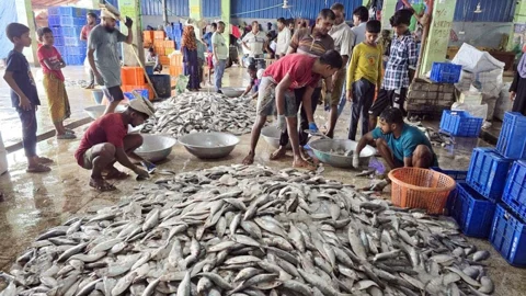 মধ্যরাত থেকে কার্যকর জাটকা আহরণে ৮ মাসের নিষেধাজ্ঞা