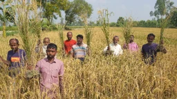 পূর্ববিরোধে আগাছানাশক ছিটিয়ে ৭ কৃষকের ধান নষ্টের অভিযোগ