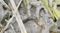 লোকালয়ে আবারও বাঘের আনাগোনা, আতঙ্কে ৫ গ্রামের মানুষ