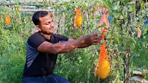 শখের চাষে বাজিমাত, হাসানুরের খেতে বাহারি তরমুজ