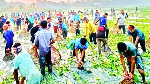পলো দিয়ে মাছ ধরার ধুম